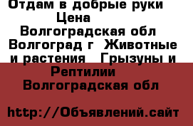 Отдам в добрые руки  › Цена ­ 100 - Волгоградская обл., Волгоград г. Животные и растения » Грызуны и Рептилии   . Волгоградская обл.